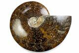 Polished Ammonite (Cleoniceras) Fossil - Madagascar #375993-1
